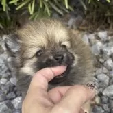 ポメラニアン【広島県・女の子・2025年9月25日・オレンジ】の写真3