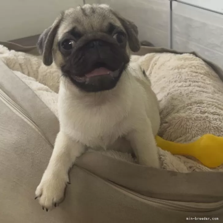 もも 様のお迎えした子犬