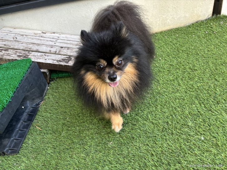 ポメラニアン【・男の子・2021年5月1日・ブラックタン】
