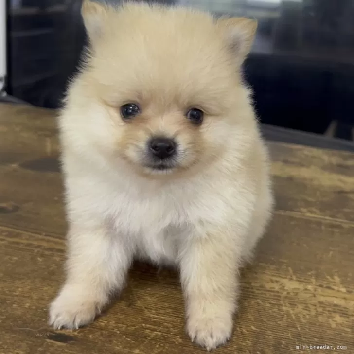 yuko 様のお迎えした子犬