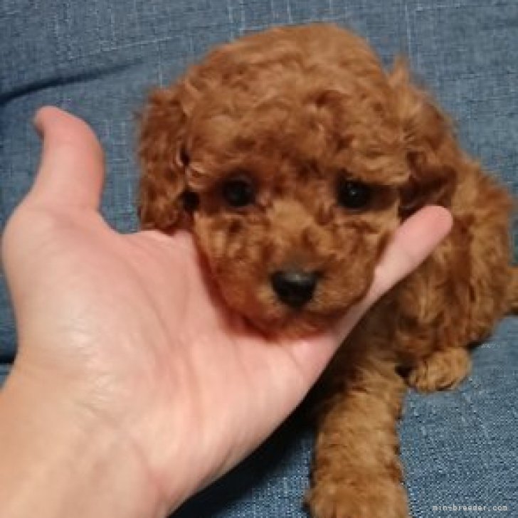 ブリーダー画像