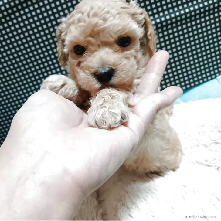 ID:2507-01108の子犬