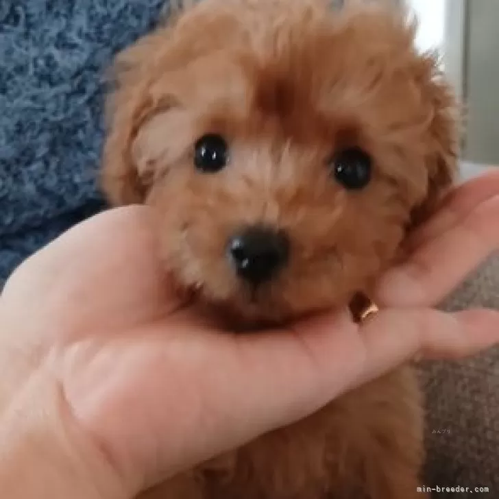 ID：2509-02649の子犬