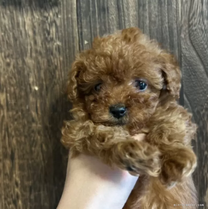 ID：2501-00997の子犬