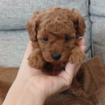 トイプードル(トイ)【千葉県・女の子・2025年10月5日・レッド】の写真「ムチムチベビー」