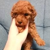 トイプードル(トイ)