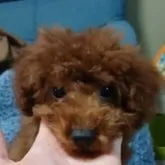 トイプードル(トイ)