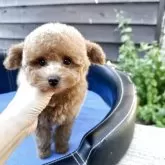 タイニープードル【山形県・女の子・2025年5月21日・オレンジフォーン】の写真3