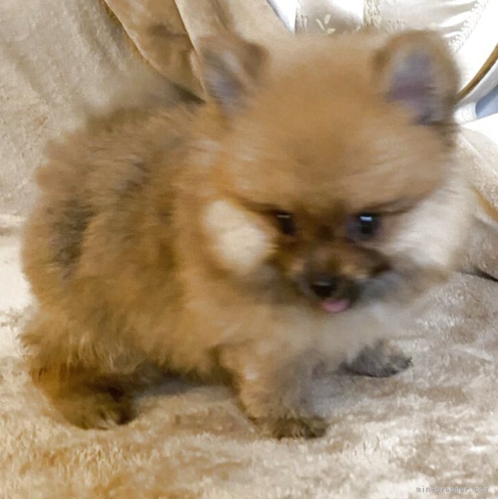 ブリーダー画像