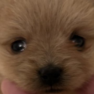 ポメプー(ポメラニアン×トイプードル)【千葉県・女の子・2025年1月14日・アプリコット】の写真「可愛い」