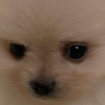 ポメラニアン【千葉県・女の子・2024年11月2日・クリーム】の写真「とても小さい子」