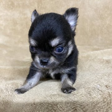 チワワ(ロング)【千葉県・男の子・2025年7月14日・ブラックホワイト】の写真「ぴょこぴょこ」
