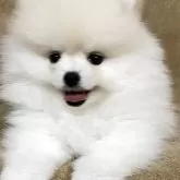 ポメラニアン