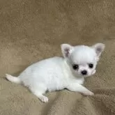 チワワ(ロング)