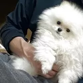 ポメラニアン