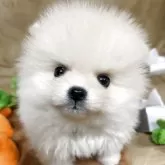 ポメラニアン