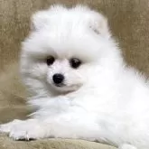 ポメラニアン