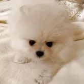 ポメラニアン