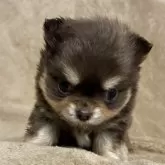 チワワ(ロング)