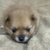 ポメラニアン