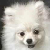 ポメラニアン