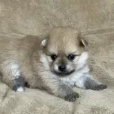 ポメラニアン
