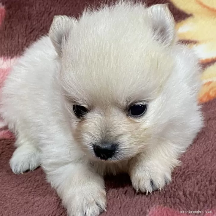 ID:2402-01680の子犬