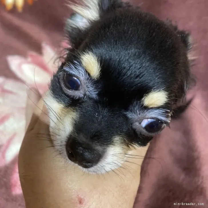 ID:2311-01320の子犬