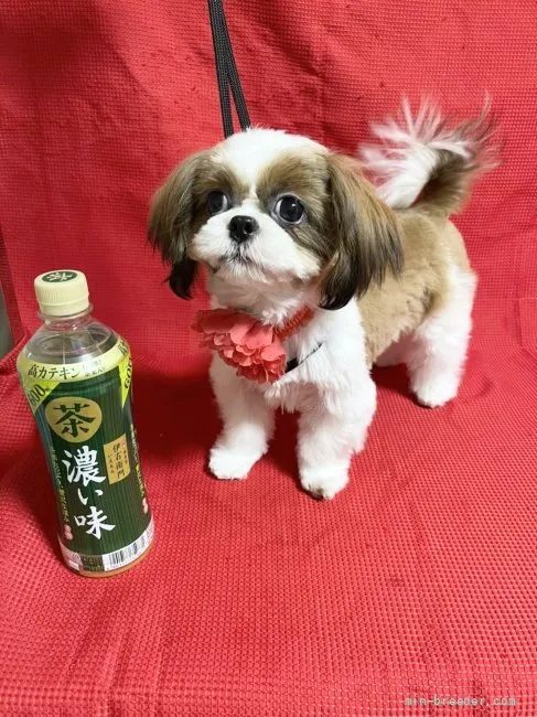 ID:2109-01832の子犬