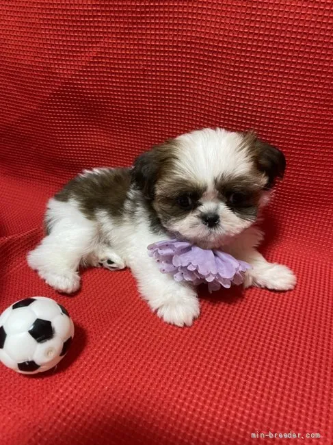 ID：2109-01837の子犬