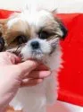 シーズー【兵庫県・男の子・2020年12月4日・ホワイト&ゴールド】の写真2「3/13撮影」
