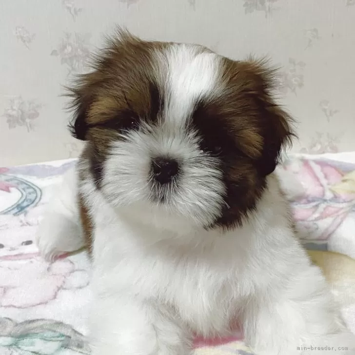 ID：2506-03083の子犬