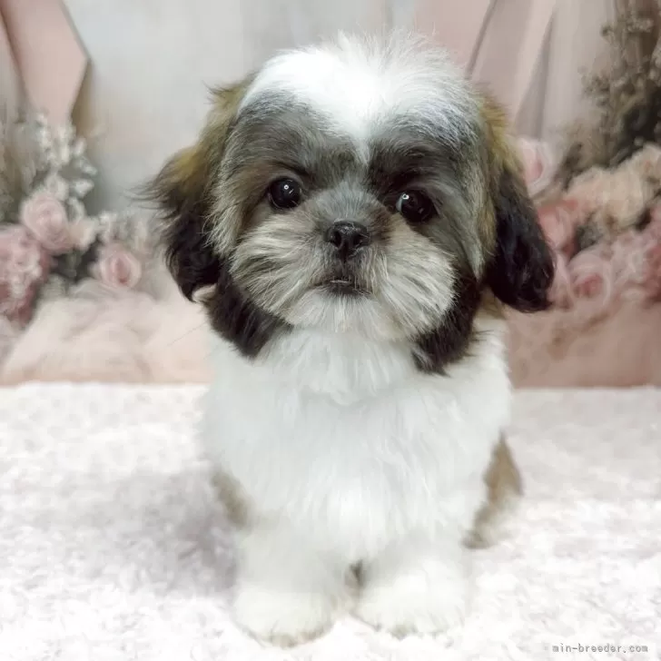 ID：2509-04029の子犬