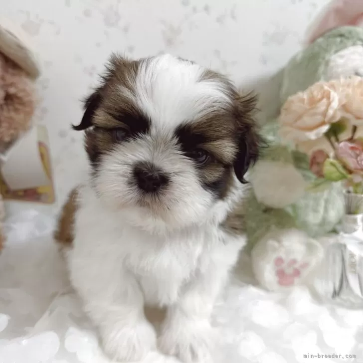 シーズー【滋賀県・男の子・2025年9月17日・ゴールド&amp;ホワイト】の写真1