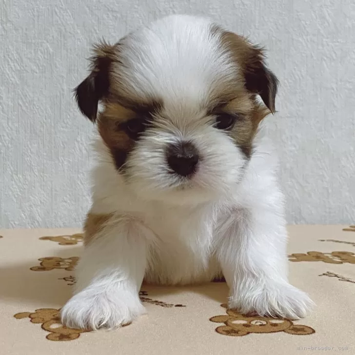 ＳＹ 様のお迎えした子犬