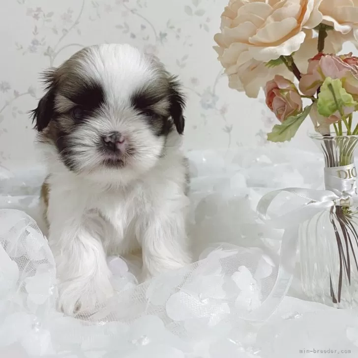 ID：2510-03894の子犬