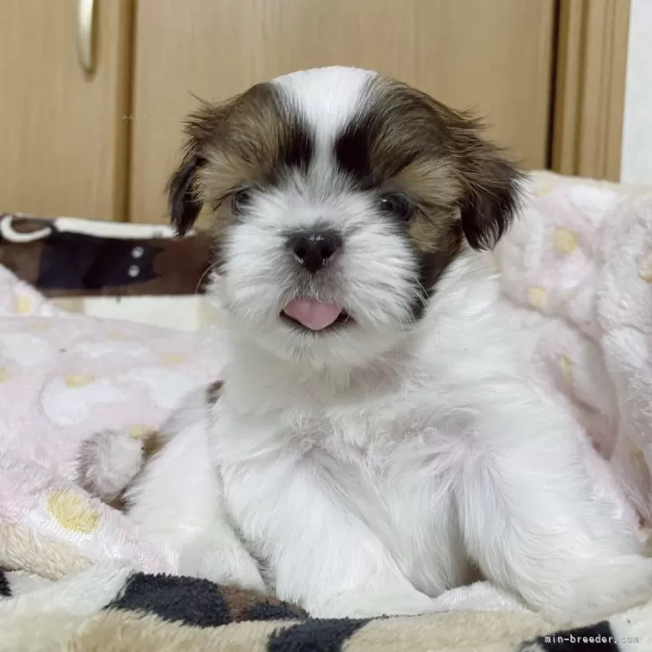 りぼん 様のお迎えした子犬