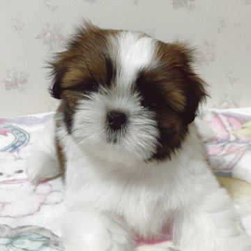 シーズー【滋賀県・女の子・2025年4月14日・ゴールド&ホワイト】の写真「綺麗なお顔立ちの女の子」