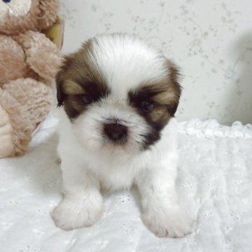 シーズー【滋賀県・男の子・2025年9月20日・ゴールド&ホワイト】の写真「ご見学は19日迄です」