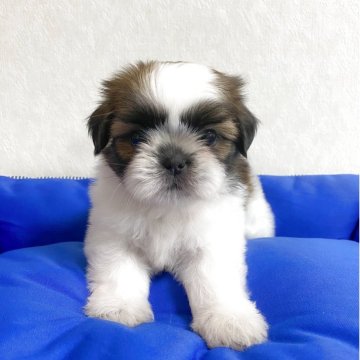 シーズー【滋賀県・女の子・2025年7月18日・ゴールド&ホワイト】の写真「小柄で可愛いです」