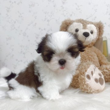 シーズー【滋賀県・女の子・2025年9月27日・ゴールド&ホワイト】の写真「小ぶりで可愛いです」