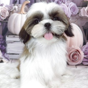 シーズー【滋賀県・女の子・2025年7月14日・ゴールド&ホワイト】の写真「育てやすい子です♡.*゜」