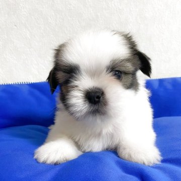 シーズー【滋賀県・男の子・2025年7月14日・ゴールド&ホワイト】の写真「整ったお顔立ちです」