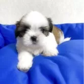 シーズー