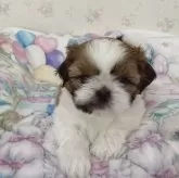 シーズー【滋賀県・女の子・2024年11月13日・ゴールド&ホワイト】の写真1