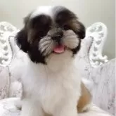 シーズー