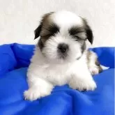 シーズー