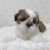 シーズー
