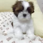 シーズー【滋賀県・女の子・2025年4月14日・ゴールド&ホワイト】の写真6