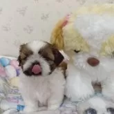 シーズー【滋賀県・女の子・2024年11月13日・ゴールド&ホワイト】の写真6